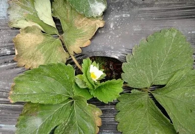 草莓新品种,脱毒草莓苗,新品种草莓苗,一代脱毒草莓苗,草莓新品种