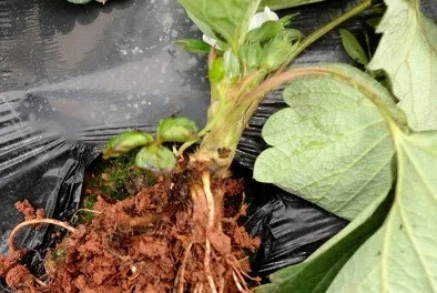 草莓新品种,脱毒草莓苗,新品种草莓苗,一代脱毒草莓苗,草莓新品种